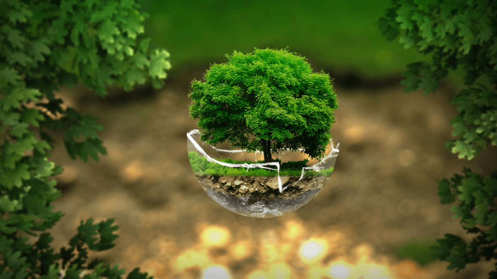 Why the Eco-Conscious Youth Love REDinc