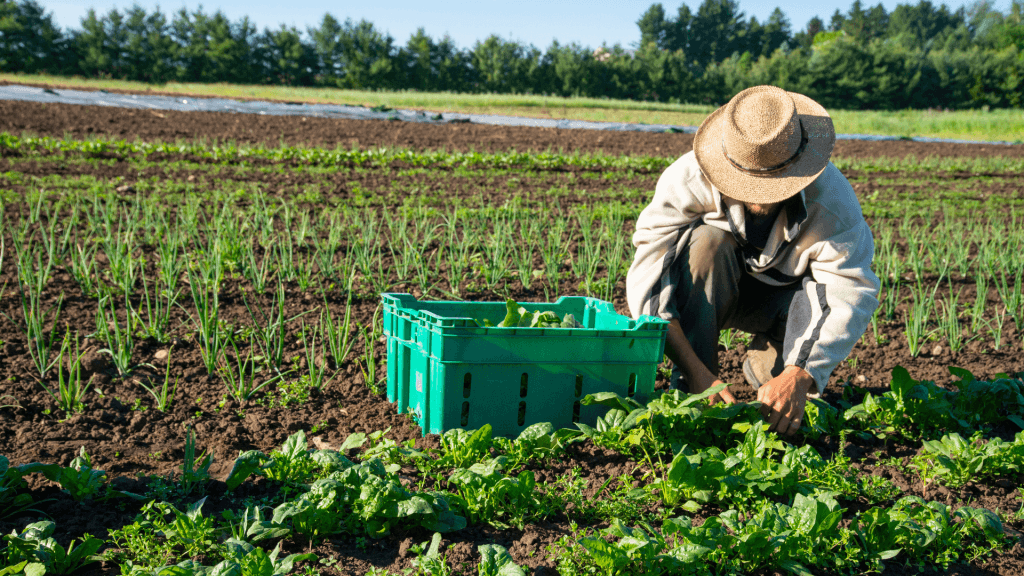 REDinc: Using Cutting Edge Techniques to Pioneer Sustainable Farming
