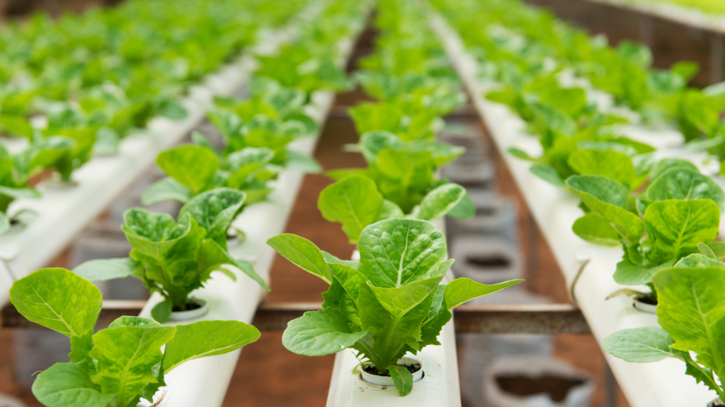 Virtual Growth: The Rise of Hydroponics in City Farming